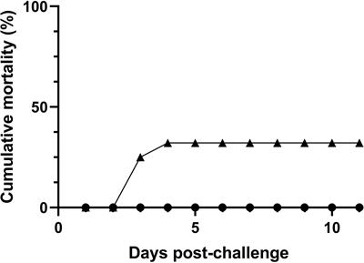 Early innate immune responses in European sea bass (Dicentrarchus labrax L.) following Tenacibaculum maritimum infection